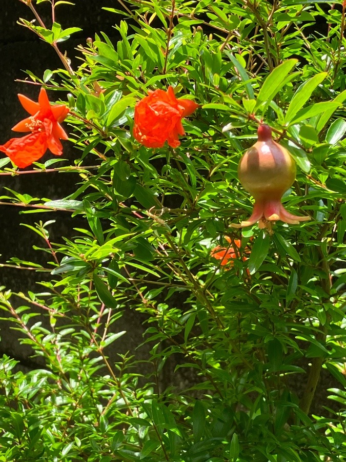 いちじくの花が咲き実もつけました、もう少し大きくなると良い味で‼️楽しみです