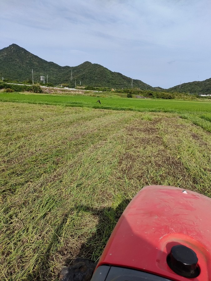 かっこいい燕、見えるかな？