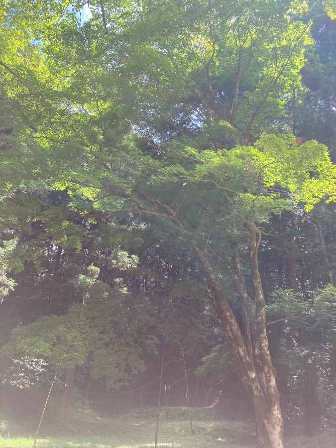 サムハラ神社 奥の宮