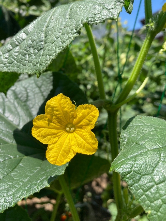 きゅうりの花