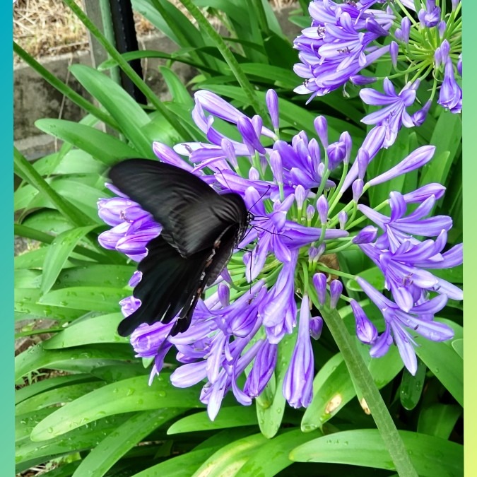 アガパンサスとアゲハ蝶🦋💜🌿