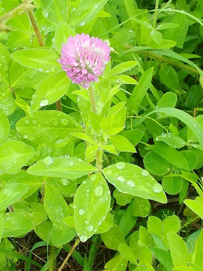 花と葉っぱの雨粒