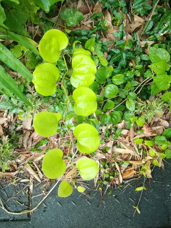 餅菓子を包む葉