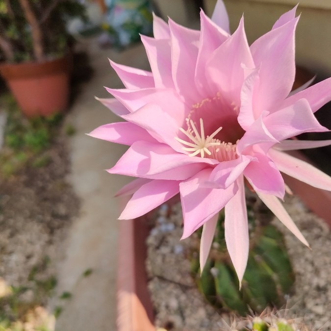 サボテンの花を咲かせるコツ