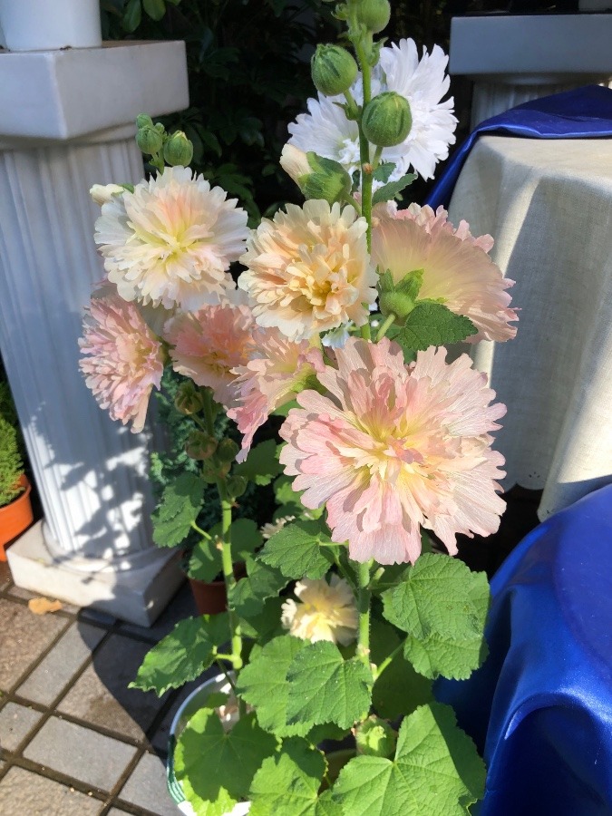 今日出会った花