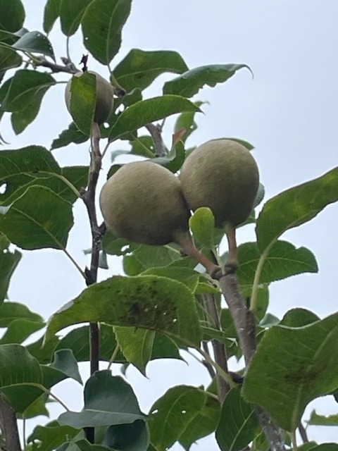 花倶楽部　洋梨　収穫の予感❣️