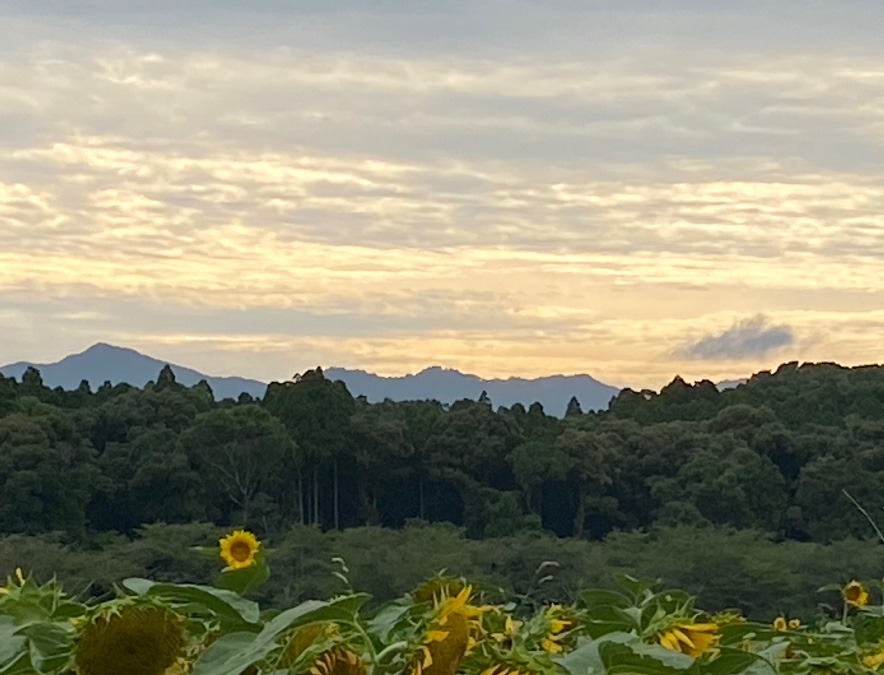 夕陽と向日葵