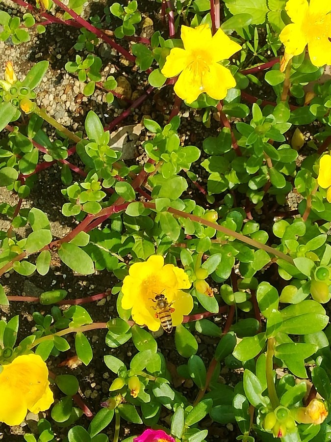 花と蜜蜂