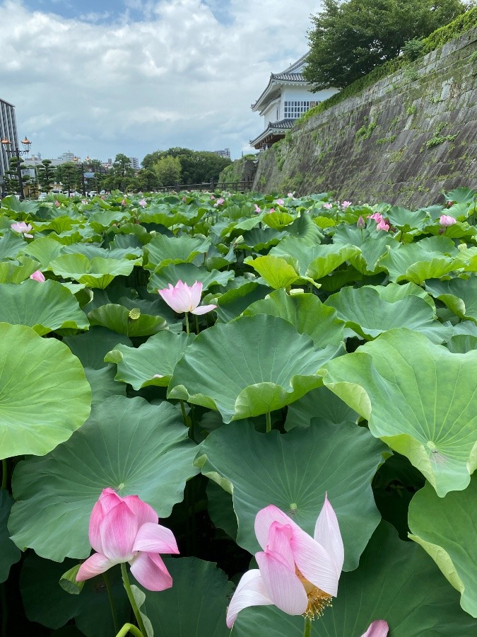 鶴丸城のお堀  ‪✿🌷🌸蓮 後ろに門