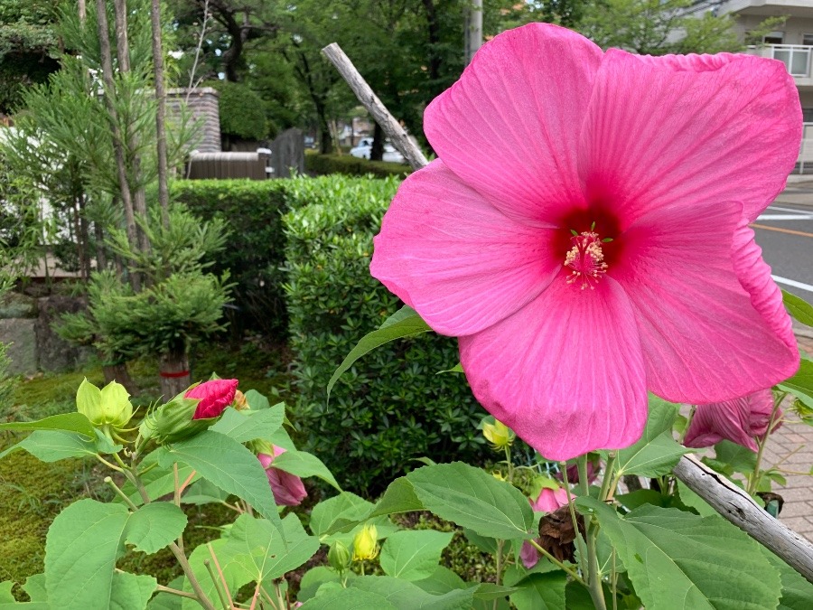 風にゆれる芙蓉の花