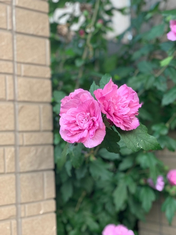 紫陽花さん達も減ってきて…