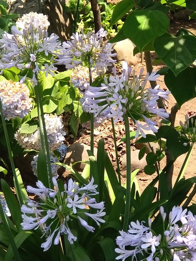 近所の花たち