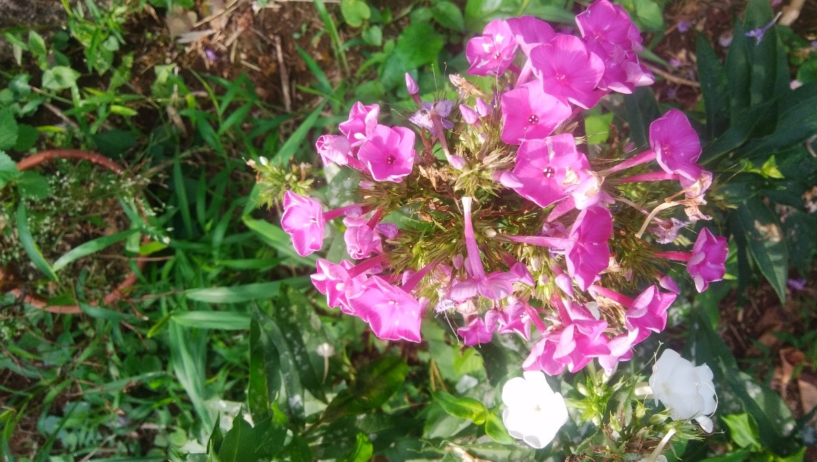 かわいい、お花です！