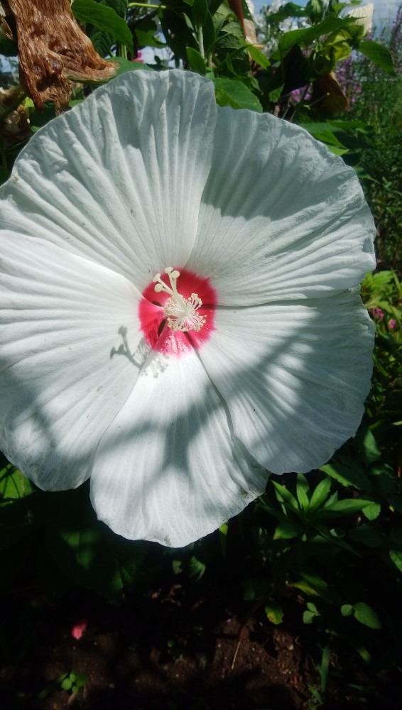 大きな、お花です！