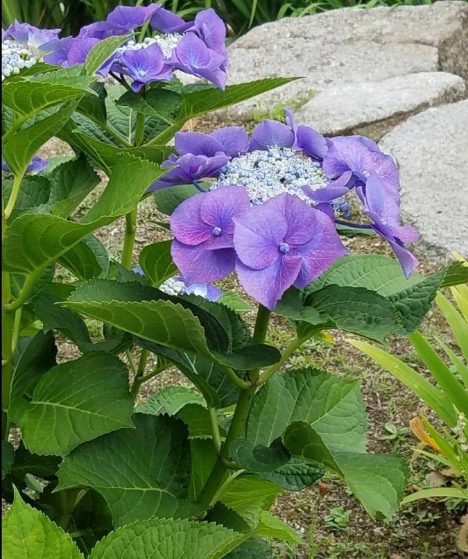 深い色の紫陽花