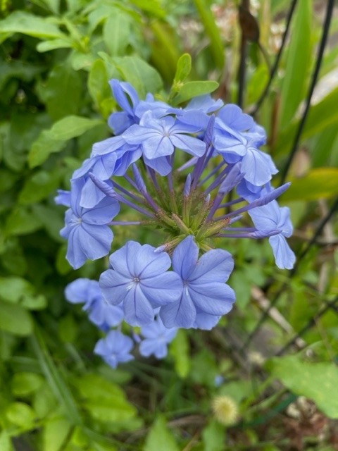 花倶楽部　ルリマツリ