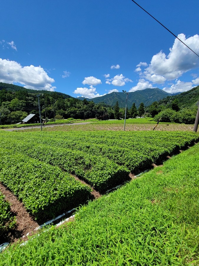 2022.7.30今日の茶畑と青空