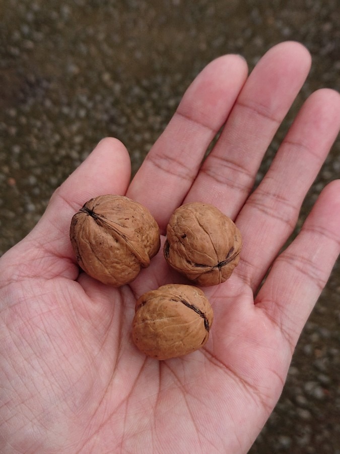 この木何の木は…胡桃♪