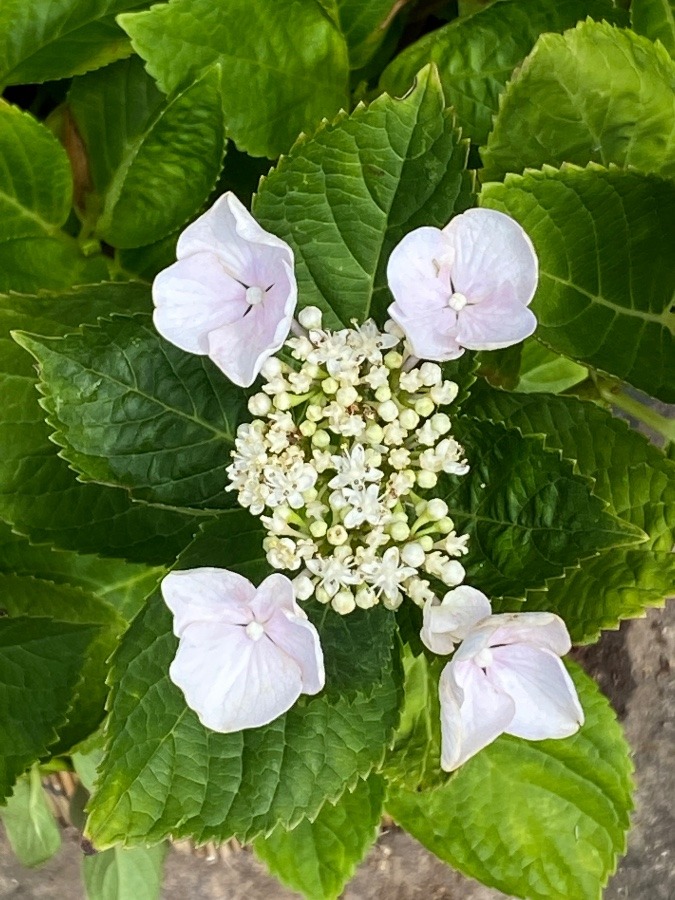 霞城公園の花🌸🚶‍♀️