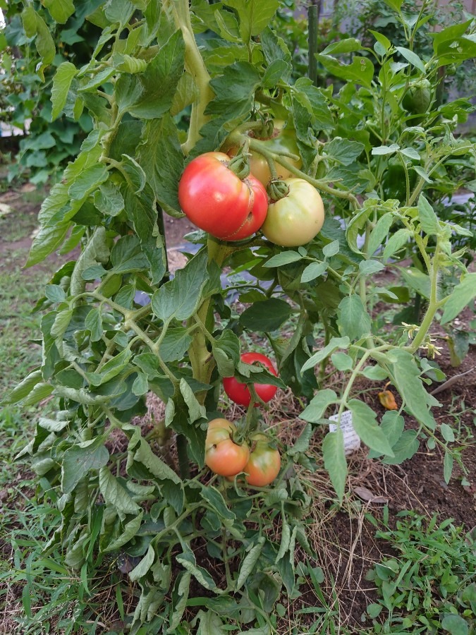 🍅収穫🍅