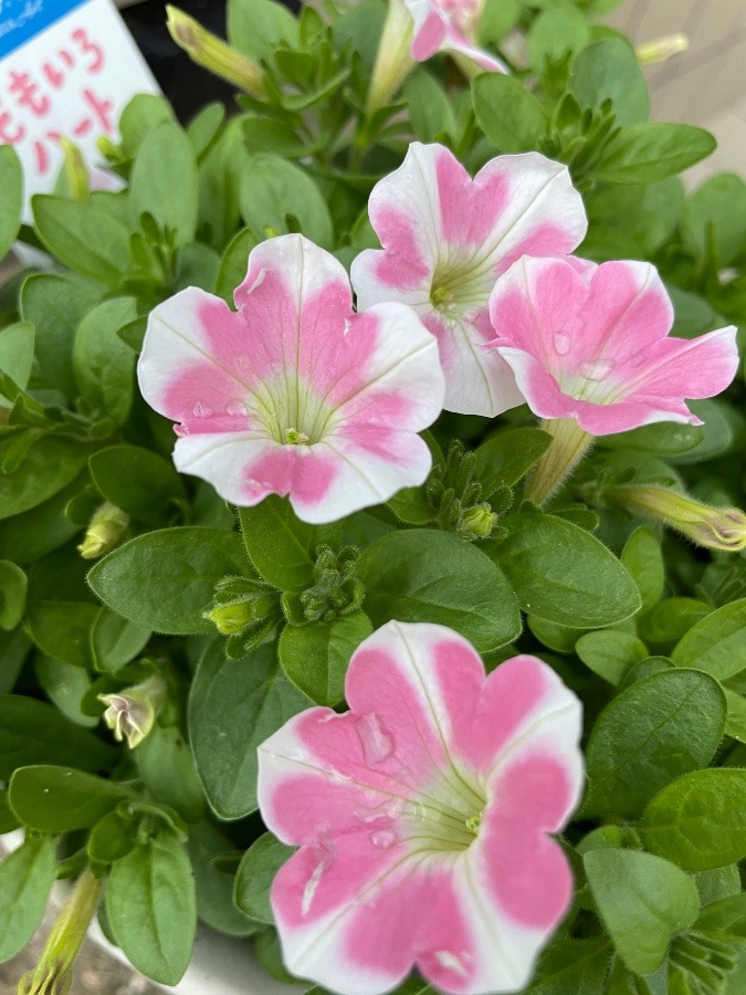 我が家のお花🌸