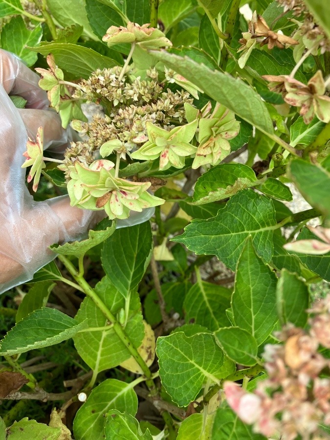 紫陽花の色変化✨