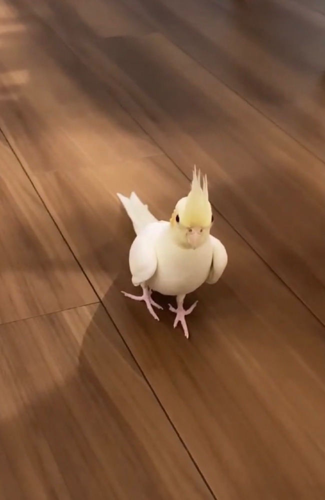 こんなポケモンいたような🐥