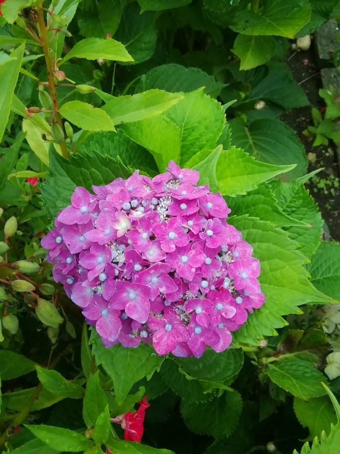 赤ちゃん紫陽花のその後