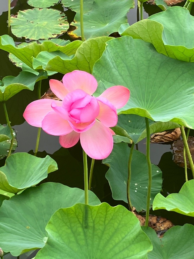 沢山の蓮の花を観てきました、素敵でした。