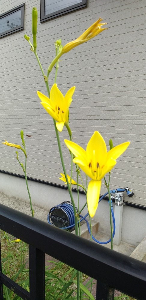 黄色が目に　可憐な花　笑顔にも見える