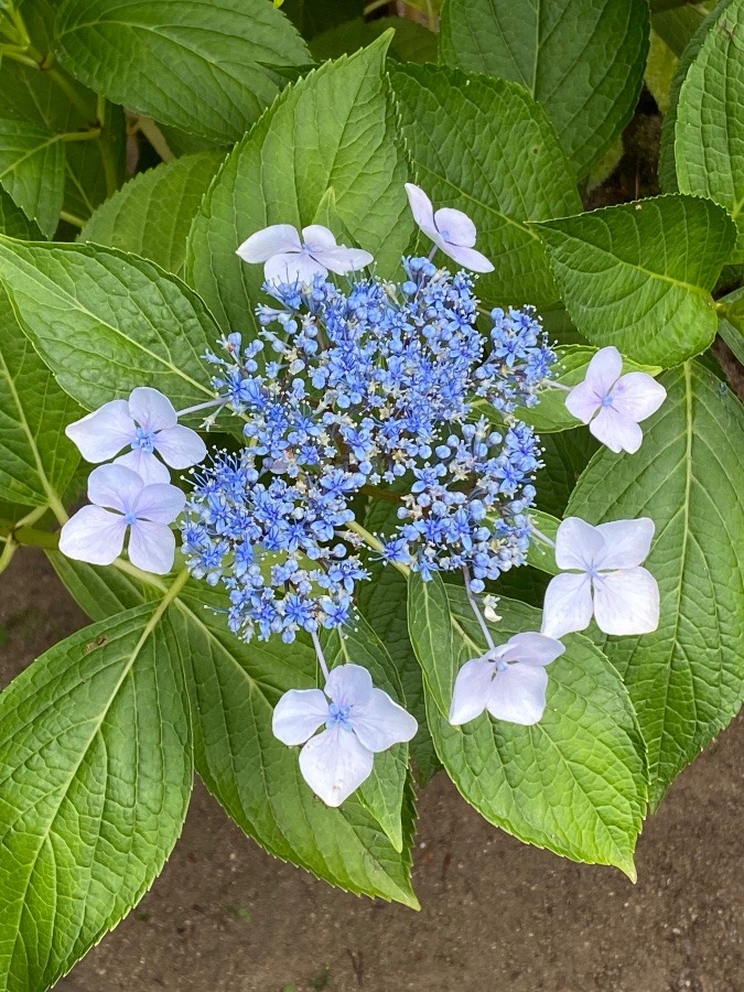 霞城公園の花🌸