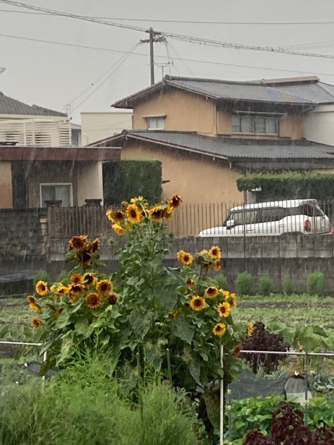 本格的あめ☔️