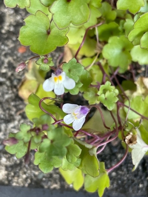 花倶楽部　ツタバウンラン