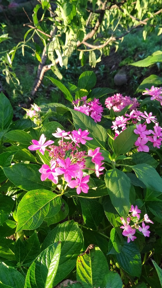 夕陽を背にあびて♪