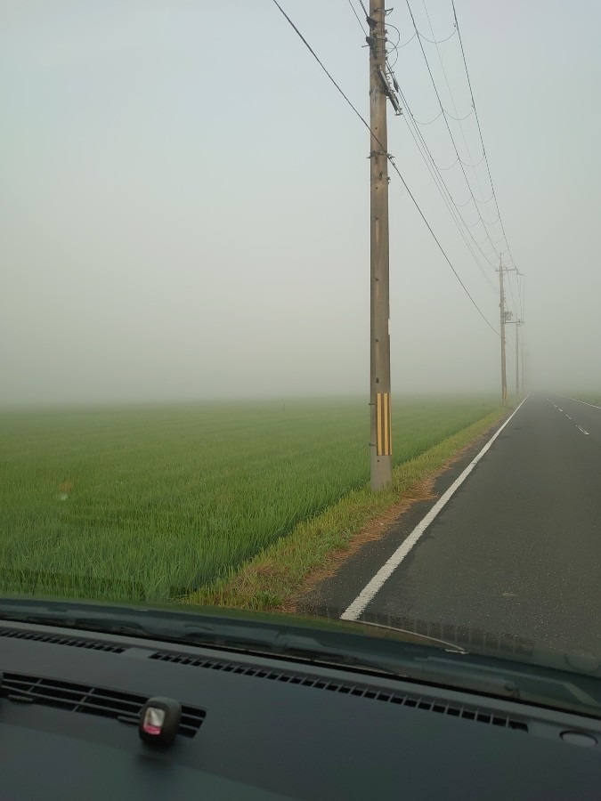 今朝は霧です☺