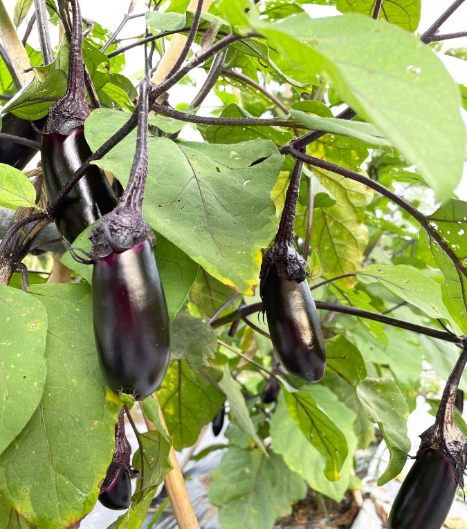 我が家の野菜③