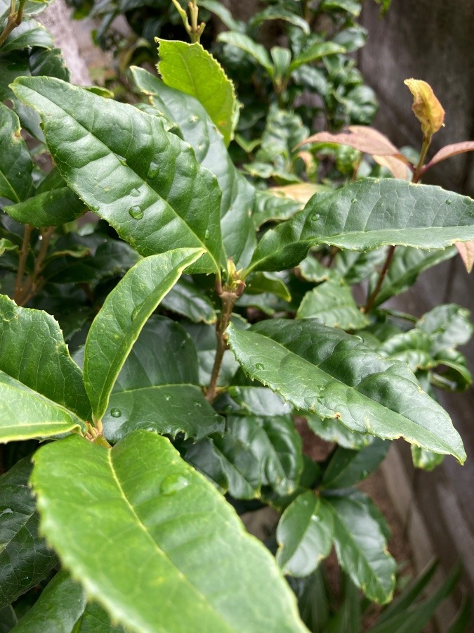 もう少し降って欲しい☔️