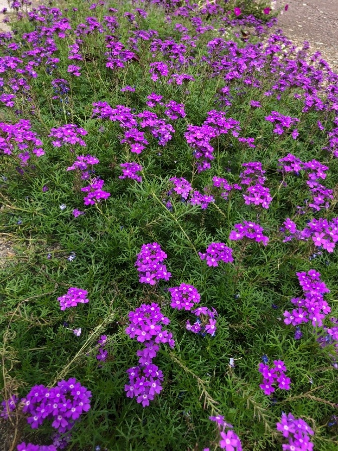 元気な花🌸