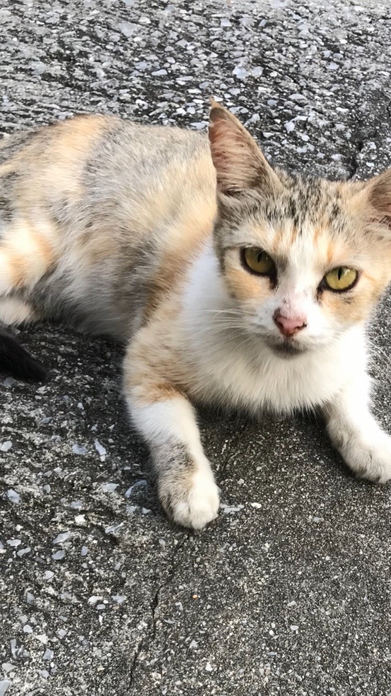 我が家の玄関猫🐱ミオちゃん💕