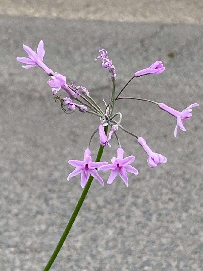 霞城公園の花🌸‼️