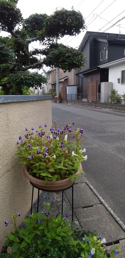 朝散歩の風景　小さな花