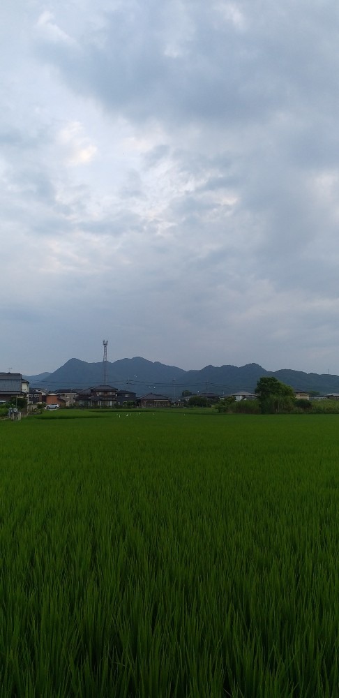 朝の散歩　白さぎが朝食中！