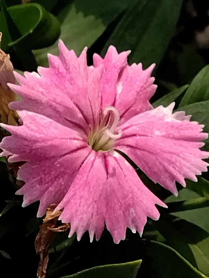 セキチク（石竹）の花⁉️✨