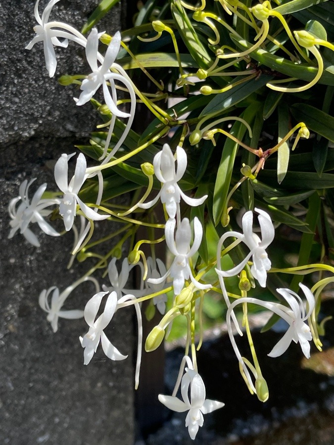 花倶楽部