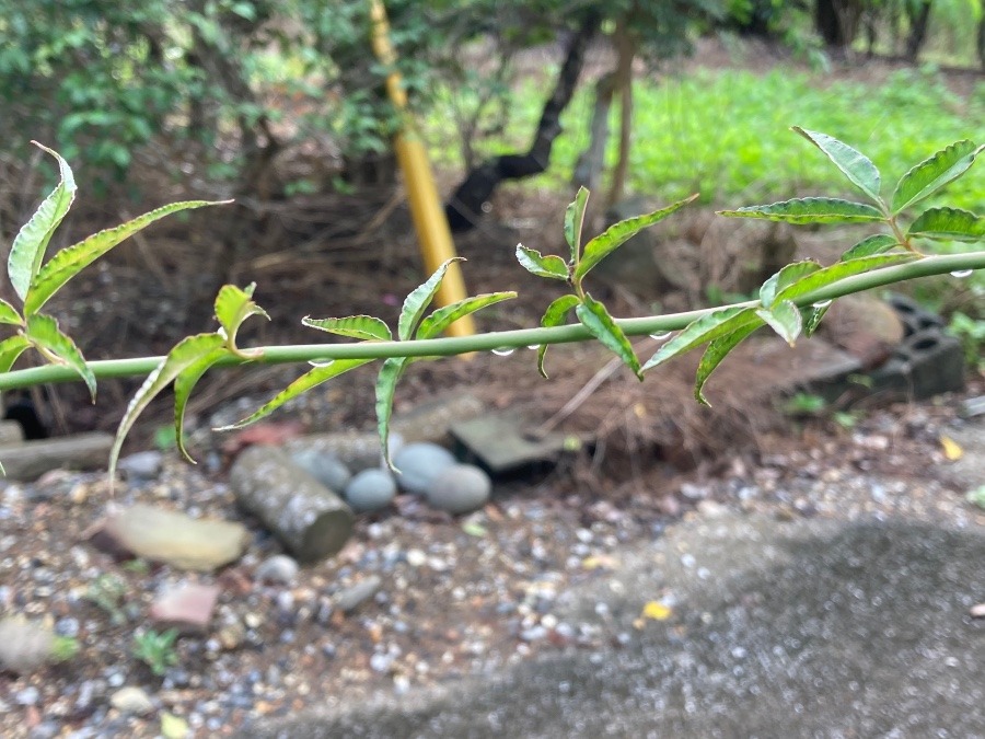 雨あがり💧