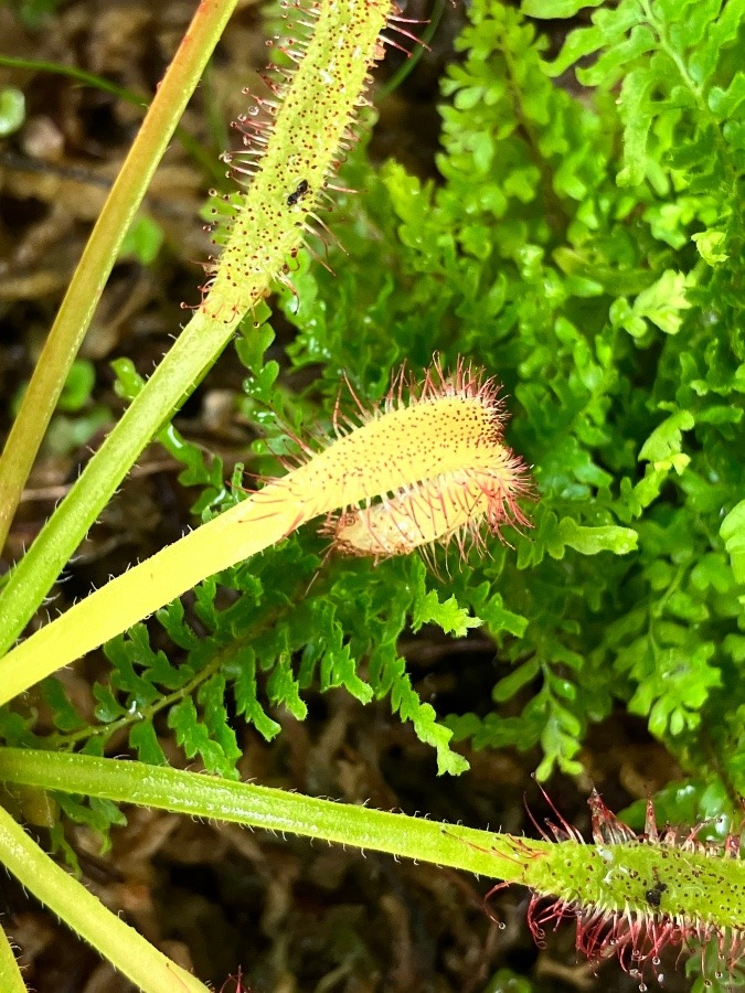 食虫植物(*⁰▿⁰*)