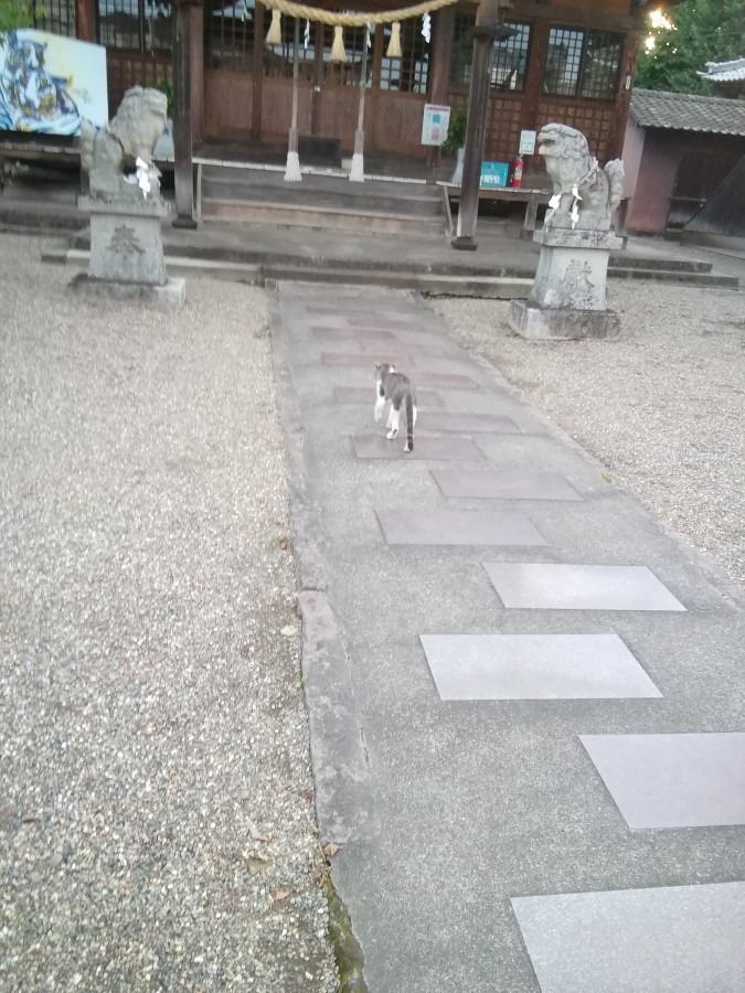 猫のお参り？