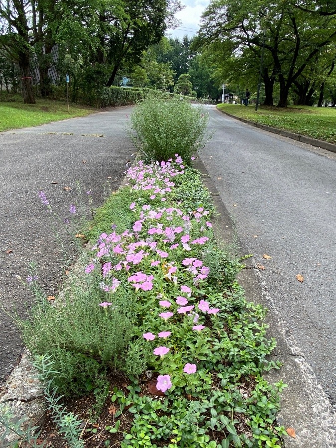 山形城の中の花🌸🌸🌸