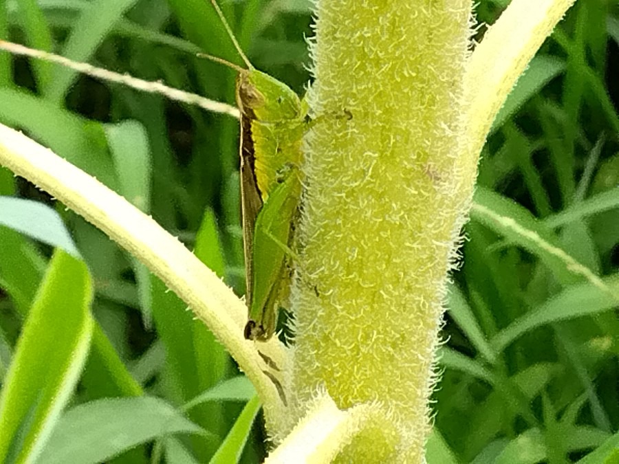 ヒマワリ🌻の茎にバッタが⁉️