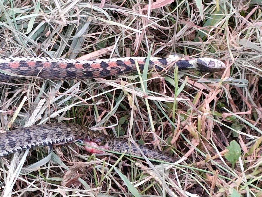 毒ヘビ🐍を切りました